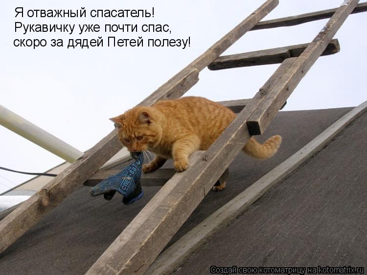 Я отважный спасатель! Рукавичку уже почти спас, скоро за дядей Петей полезу!... Котоматрица: Я отважный спасатель! Рукавичку уже почти спас, скоро за дядей Петей полезу!