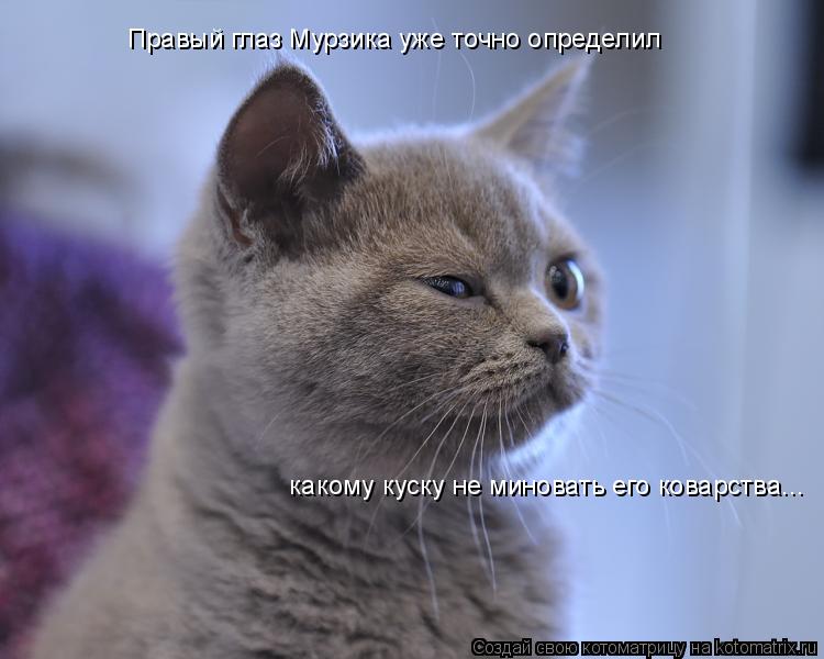 Котоматрица: Правый глаз Мурзика уже точно определил  какому куску не миновать его коварства...
