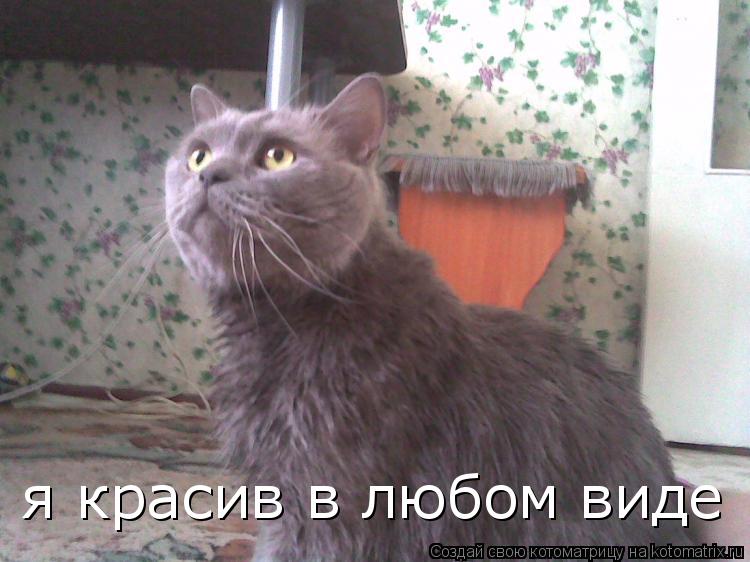 Котоматрица: я красив в любом виде