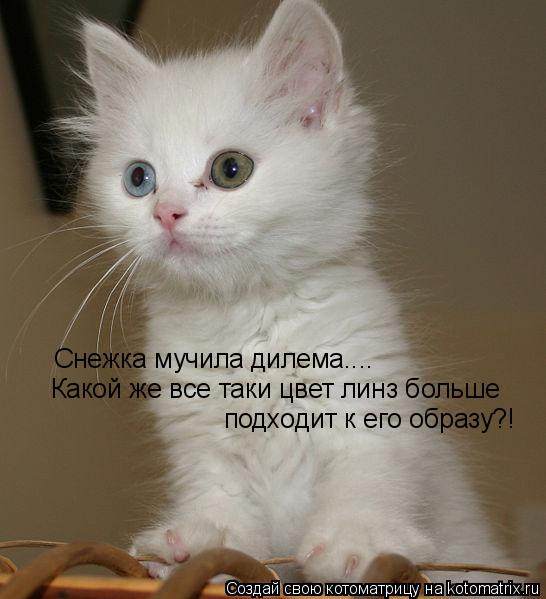 Котоматрица: Снежка мучила дилема.... Какой же все таки цвет линз больше  подходит к его образу?!
