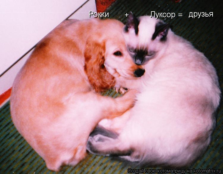 Котоматрица: Луксор Рокки + = друзья