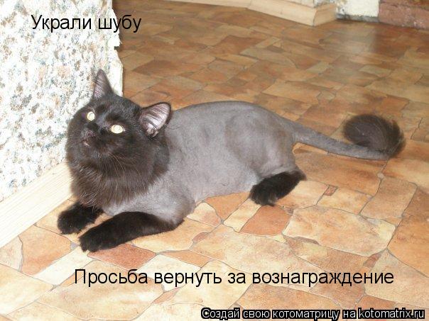 Котоматрица: Украли шубу Просьба вернуть за вознаграждение