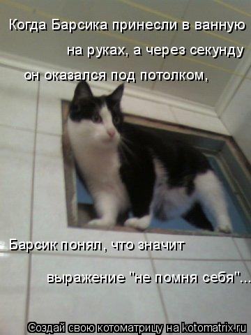 Когда Барсика принесли в ванную на руках, а через секунду он оказался под потолком, Барсик понял, чт... Котоматрица: Когда Барсика принесли в ванную на руках, а через секунду он оказался под потолком, Барсик понял, что значит выражение "не помня себя"...