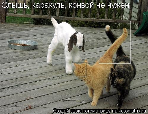 Котоматрица: Слышь, каракуль, конвой не нужен