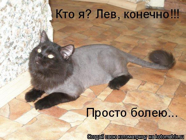 Котоматрица: Кто я? Лев, конечно!!! Просто болею...