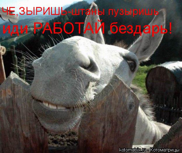 ЧЕ,ЗЫРИШЬ-штаны пузыришь иди РАБОТАЙ бездарь!... Котоматрица: ЧЕ,ЗЫРИШЬ-штаны пузыришь иди РАБОТАЙ бездарь!