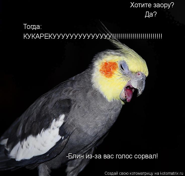 Хотите заору? Да? Тогда: КУКАРЕКУУУУУУУУУУУУУУ!!!!!!!!!!!!!!!!!!!!!!!!! -Блин из-за вас голос сорвал!... Котоматрица: Хотите заору? Да? Тогда: КУКАРЕКУУУУУУУУУУУУУУ!!!!!!!!!!!!!!!!!!!!!!!!! -Блин из-за вас голос сорвал!
