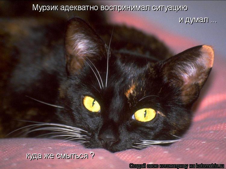 Мурзик адекватно воспринимал ситуацию и думал ... куда же смыться ?... Котоматрица: Мурзик адекватно воспринимал ситуацию и думал ... куда же смыться ?