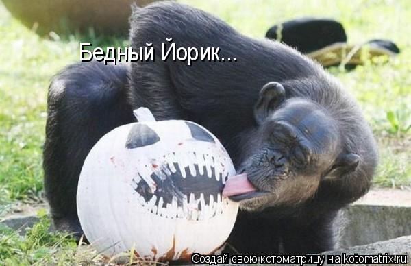 Бедный Йорик...... Котоматрица: Бедный Йорик...