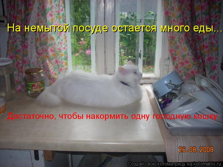 На немытой посуде остается много еды... Достаточно, чтобы накормить одну голодную кошку.... Котоматрица: На немытой посуде остается много еды... Достаточно, чтобы накормить одну голодную кошку.