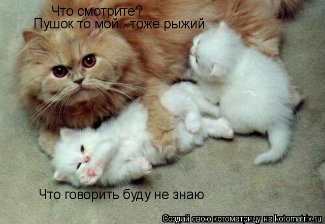 Котоматрица: Что смотрите? Пушок то мой...тоже рыжий Что говорить буду не знаю