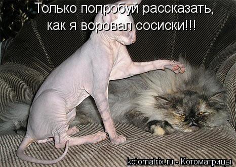 Котоматрица: Только попробуй рассказать, как я воровал сосиски!!!