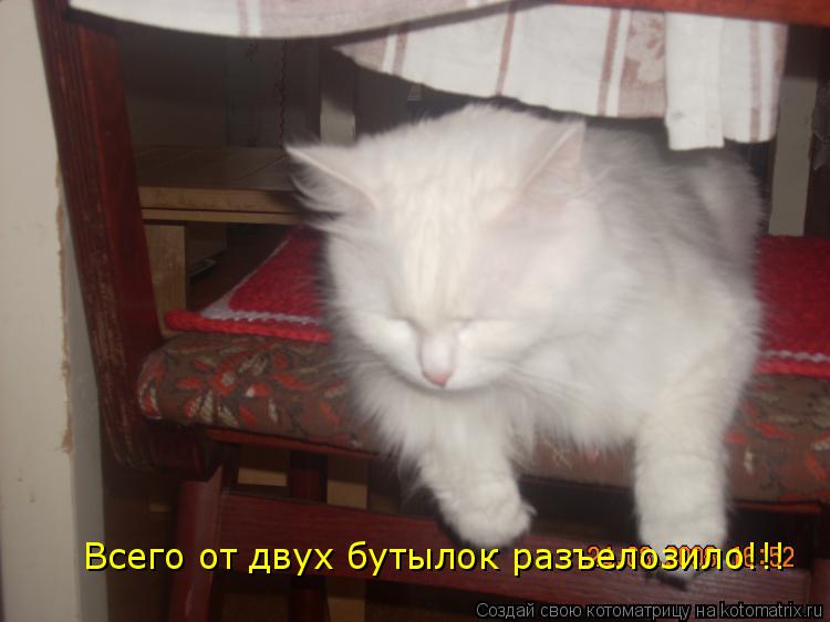 Котоматрица: Всего от двух бутылок разъелозило!!!