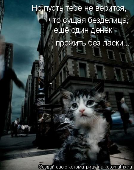 Котоматрица: что сущая безделица, прожить без ласки... ещё один денёк Но пусть тебе не верится,