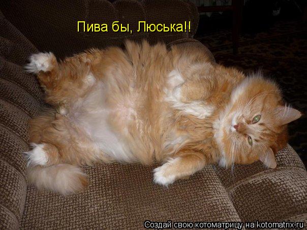 Котоматрица: Пива бы, Люська!!