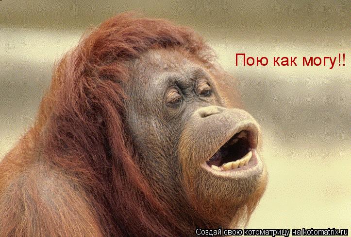 Котоматрица: Пою как могу!!