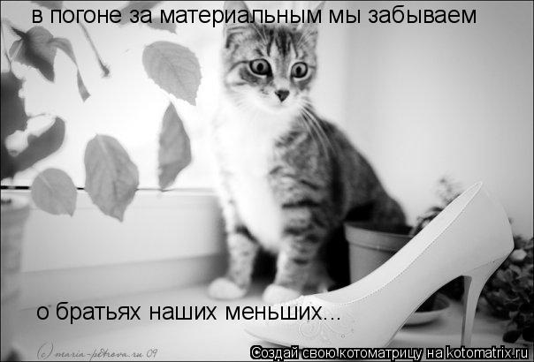 в погоне за материальным мы забываем о братьях наших меньших...... Котоматрица: в погоне за материальным мы забываем о братьях наших меньших...