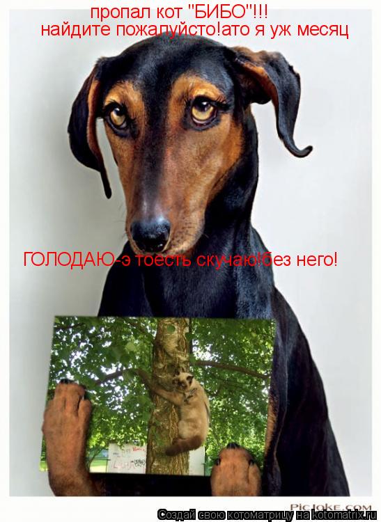 пропал кот "БИБО"!!! найдите пожалуйсто!ато я уж месяц ГОЛОДАЮ-э тоесть скучаю!без него!... Котоматрица: пропал кот "БИБО"!!! найдите пожалуйсто!ато я уж месяц ГОЛОДАЮ-э тоесть скучаю!без него!