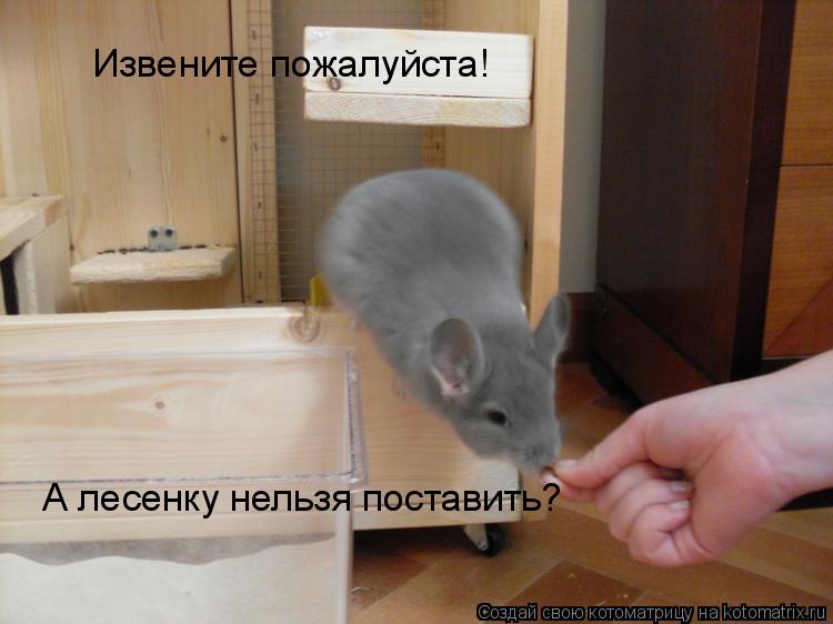 Извените пожалуйста! А лесенку нельзя поставить?... Котоматрица: Извените пожалуйста! А лесенку нельзя поставить?