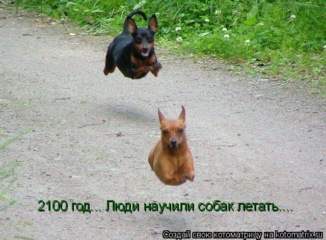 2100 год... Люди научили собак летать....... Котоматрица: 2100 год... Люди научили собак летать....