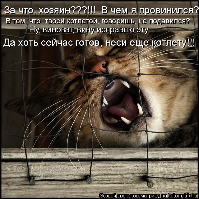 За что, хозяин???!!! В чем я провинился? В том, что твоей котлетой, говоришь, не подавился? Ну, вин... Котоматрица: За что, хозяин???!!! В чем я провинился? В том, что твоей котлетой, говоришь, не подавился? Ну, виноват, вину исправлю эту Да хоть сейчас готов, н