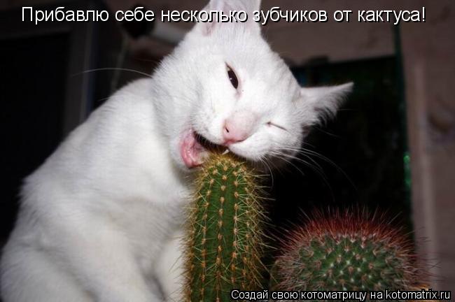 Котоматрица: Прибавлю себе несколько зубчиков от кактуса!