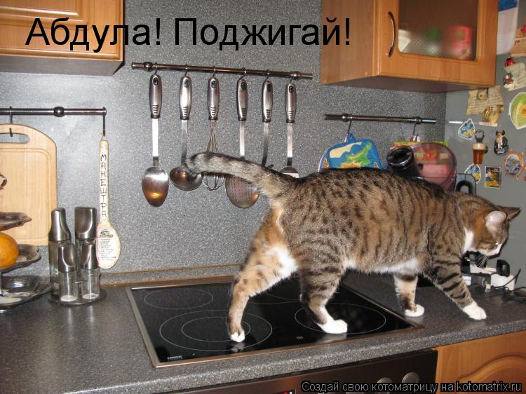 Котоматрица: Абдула! Поджигай!