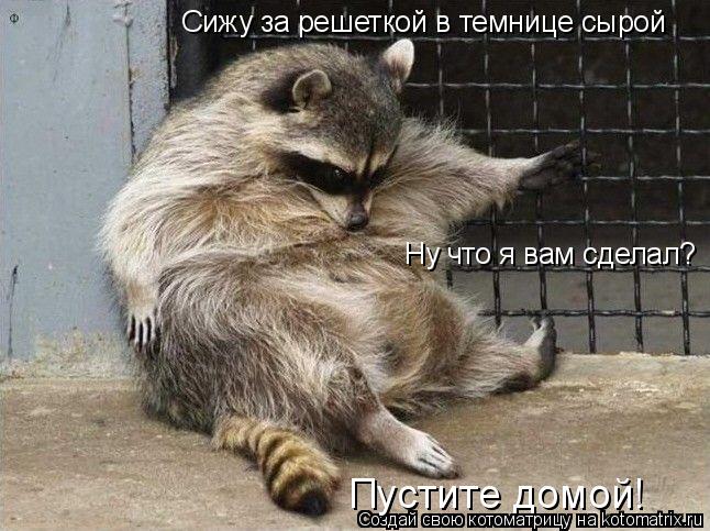 Котоматрица: Сижу за решеткой в темнице сырой Ну что я вам сделал? Пустите домой!