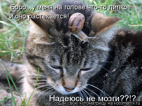 Котоматрица: Бррр...у меня на голове что-то липкое и оно растекается! Надеюсь не мозги??!?