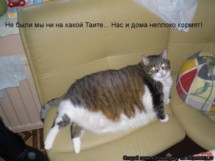 Котоматрица: Не были мы ни на какой Таите... Нас и дома неплохо кормят!