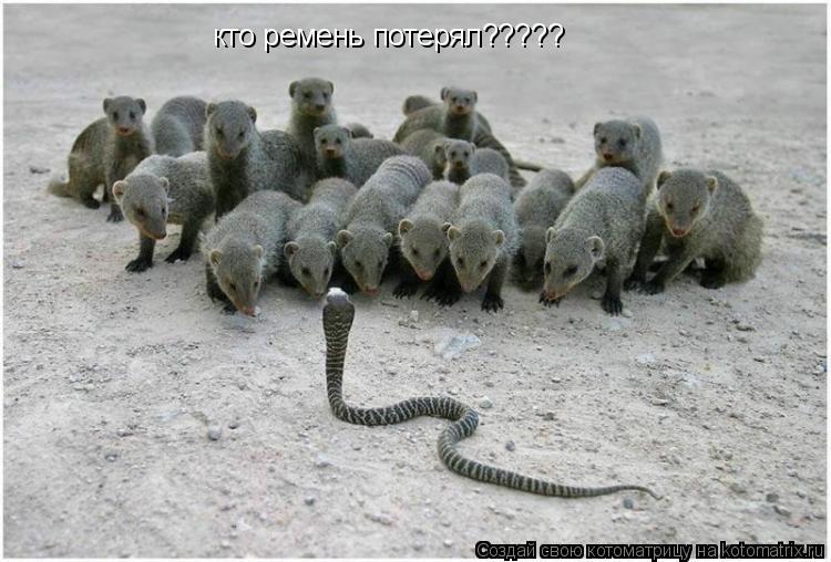Котоматрица: кто ремень потерял?????