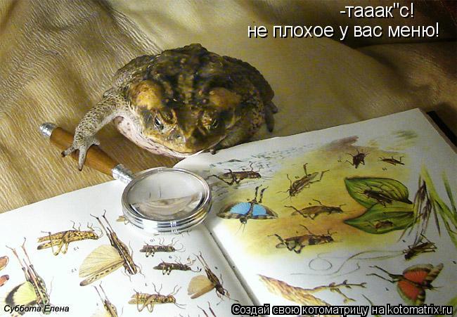 Котоматрица: -тааак"с! не плохое у вас меню!