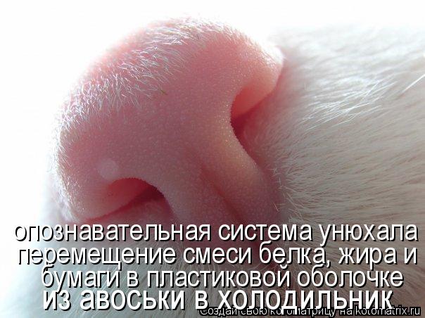 опознавательная система унюхала перемещение смеси белка, жира и бумаги в пластиковой оболочке из авос... Котоматрица: опознавательная система унюхала перемещение смеси белка, жира и бумаги в пластиковой оболочке из авоськи в холодильник перемещение смеси