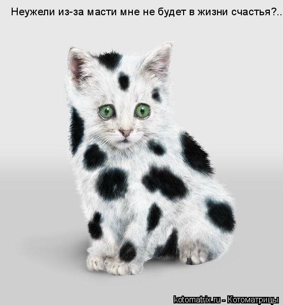 Котоматрица: Неужели из-за масти мне не будет в жизни счастья?...