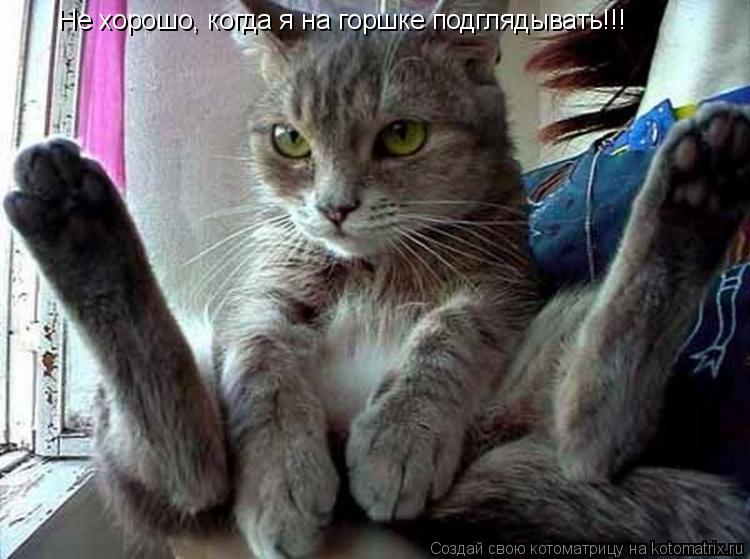 Котоматрица: Не хорошо, когда я на горшке подглядывать!!!