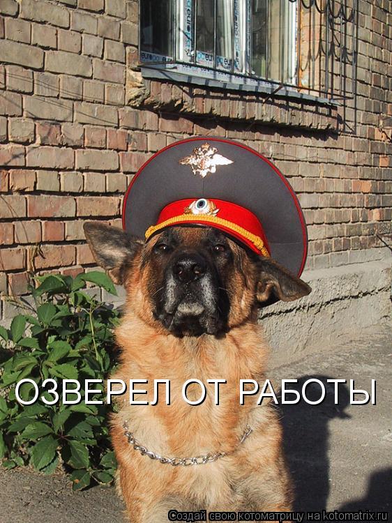 Котоматрица: ОЗВЕРЕЛ ОТ РАБОТЫ