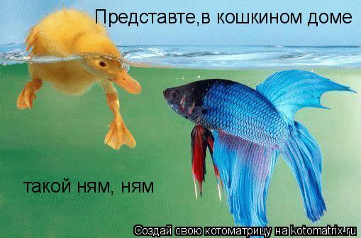 Котоматрица: Представте,в кошкином дом Представте,в кошкином доме такой ням, ням