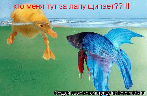 кто меня тут за лапу щипает??!!!... Котоматрица: кто меня тут за лапу щипает??!!!