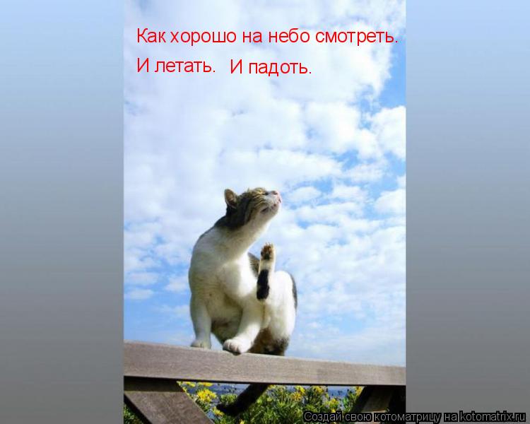 Как хорошо на небо смотреть. И летать. И падоть.... Котоматрица: Как хорошо на небо смотреть. И летать. И падоть.
