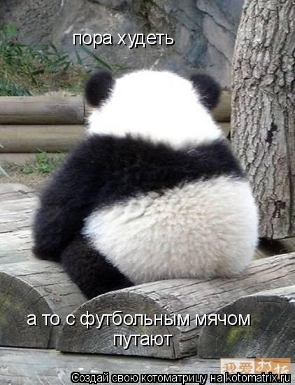 пора худеть а то с футбольным мячом путают... Котоматрица: пора худеть а то с футбольным мячом путают