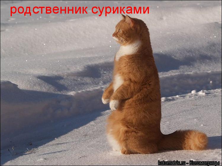 Котоматрица: родственник суриками