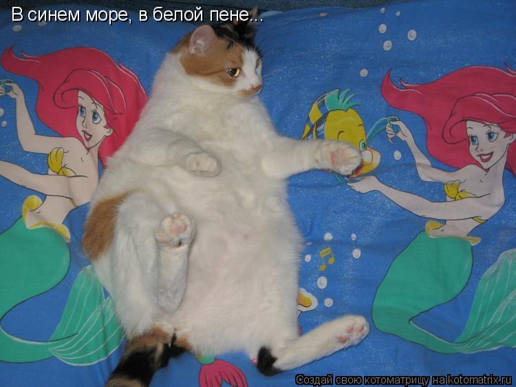 Котоматрица: В синем море, в белой пене... В синем море, в белой пене...