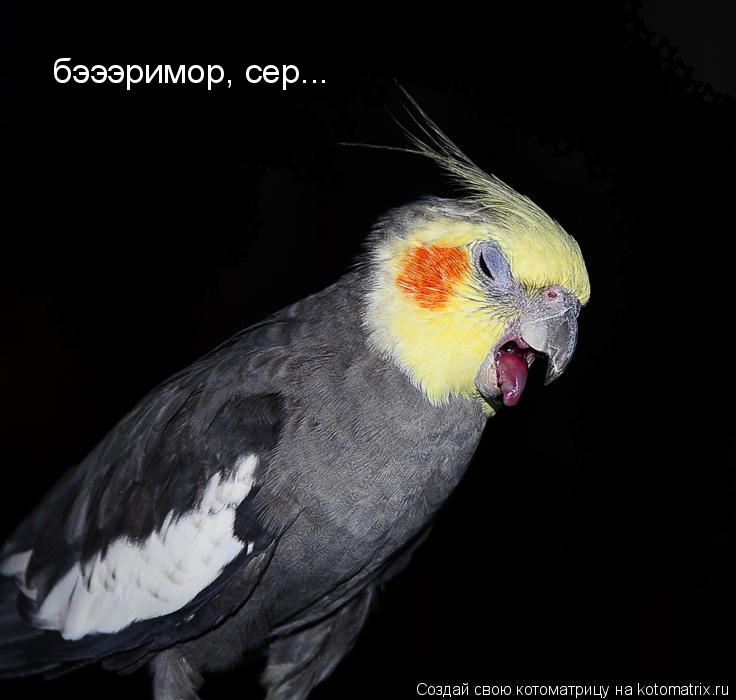 Котоматрица: бэээримор, сер...