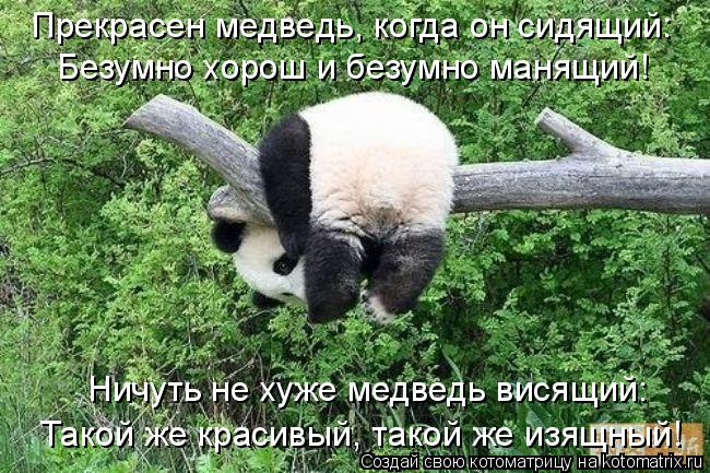 Ничуть не хуже медведь висящий: Прекрасен медведь, когда он сидящий: Безумно хорош и безумно манящи... Котоматрица: Ничуть не хуже медведь висящий: Прекрасен медведь, когда он сидящий: Безумно хорош и безумно манящий! Такой же красивый, такой же изящный!