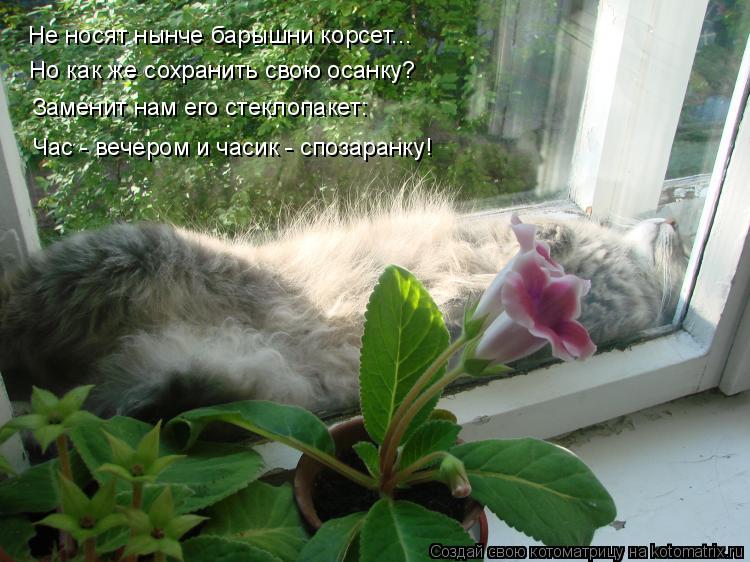 Не носят нынче барышни корсет... Но как же сохранить свою осанку? Заменит нам его стеклопакет: Час - ... Котоматрица: Не носят нынче барышни корсет... Но как же сохранить свою осанку? Заменит нам его стеклопакет: Час - вечером и часик - спозаранку!
