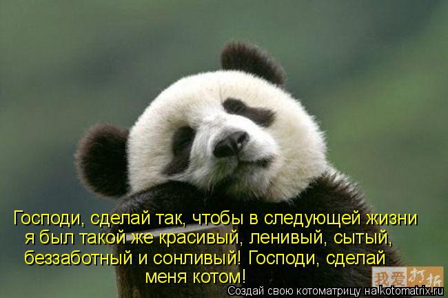 Господи, сделай так, чтобы в следующей жизни я был такой же красивый, ленивый, сытый, беззаботный и с... Котоматрица: Господи, сделай так, чтобы в следующей жизни я был такой же красивый, ленивый, сытый, беззаботный и сонливый! Господи, сделай меня котом!
