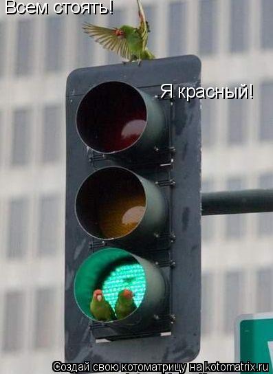 Котоматрица: Всем стоять! Я красный!