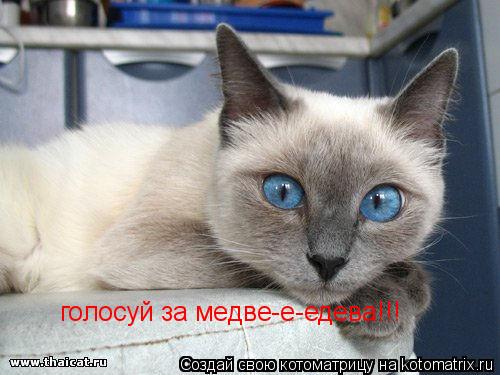 Котоматрица: голосуй за медве-е-едева!!!