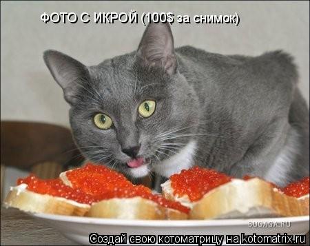 Котоматрица: ФОТО С ИКРОЙ (100$ за снимок)