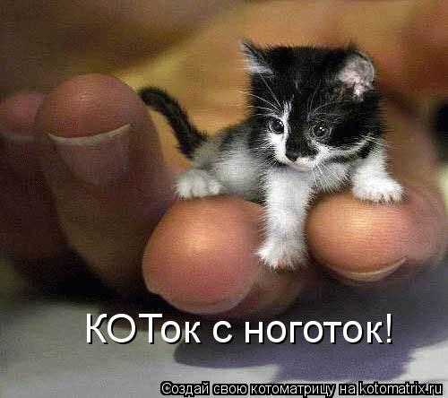 Котоматрица: КОТок с ноготок!